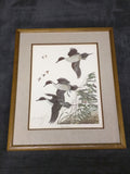 Oakgrove Pintails John A. Ruthven Print Signed Numbered Ducks
