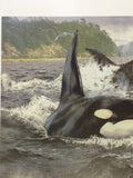 Orca Stration Brian Jarvi Signed Numbered Print Killer Whale Ted Danson