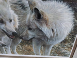 44X25 Tundra Summit Carl Brender White Arctic 3 Wolves Signed Numbered Print Framed Art