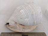 4.55 LBS 11" Horned Queen Helmet Conch Shell Large Ocean Beach
