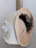 4.55 LBS 11" Horned Queen Helmet Conch Shell Large Ocean Beach