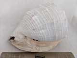 11" 4.55 lbs. Large Seashell Sea Shell Horned Queen Helmet Conch Ocean Beach