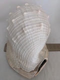 11" 4.55 lbs. Large Seashell Sea Shell Horned Queen Helmet Conch Ocean Beach