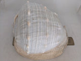 11" 4.55 lbs. Large Seashell Sea Shell Horned Queen Helmet Conch Ocean Beach