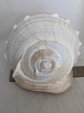 11" 4.55 lbs. Large Seashell Sea Shell Horned Queen Helmet Conch Ocean Beach
