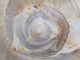 11" 4.55 lbs. Large Seashell Sea Shell Horned Queen Helmet Conch Ocean Beach