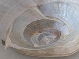 11" 4.55 lbs. Large Seashell Sea Shell Horned Queen Helmet Conch Ocean Beach