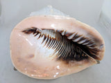 11" 4.55 lbs. Large Seashell Sea Shell Horned Queen Helmet Conch Ocean Beach