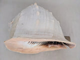 11" 4.55 lbs. Large Seashell Sea Shell Horned Queen Helmet Conch Ocean Beach