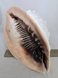 11" 4.55 lbs. Large Seashell Sea Shell Horned Queen Helmet Conch Ocean Beach