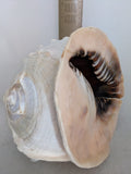 11" 4.55 lbs. Large Seashell Sea Shell Horned Queen Helmet Conch Ocean Beach