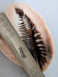 11" 4.55 lbs. Large Seashell Sea Shell Horned Queen Helmet Conch Ocean Beach