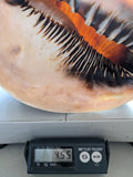 11" 4.55 lbs. Large Seashell Sea Shell Horned Queen Helmet Conch Ocean Beach