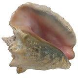 8x5" Pink 2.45 lb Conch Shell Home Decor Coastal Ocean Nautical Art Seashell Display Natural
