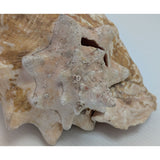 8x5" Pink 2.45 lb Conch Shell Home Decor Coastal Ocean Nautical Art Seashell Display Natural