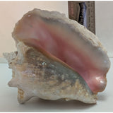 8x5" Pink 2.45 lb Conch Shell Home Decor Coastal Ocean Nautical Art Seashell Display Natural