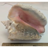 8x5" Pink 2.45 lb Conch Shell Home Decor Coastal Ocean Nautical Art Seashell Display Natural