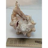 8x5" Pink 2.45 lb Conch Shell Home Decor Coastal Ocean Nautical Art Seashell Display Natural