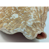 8x5" Pink 2.45 lb Conch Shell Home Decor Coastal Ocean Nautical Art Seashell Display Natural