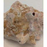8x5" Pink 2.45 lb Conch Shell Home Decor Coastal Ocean Nautical Art Seashell Display Natural