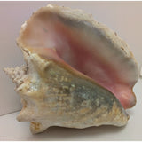 8x5" Pink 2.45 lb Conch Shell Home Decor Coastal Ocean Nautical Art Seashell Display Natural