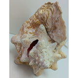 8x5" Pink 2.45 lb Conch Shell Home Decor Coastal Ocean Nautical Art Seashell Display Natural