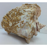 8x5" Pink 2.45 lb Conch Shell Home Decor Coastal Ocean Nautical Art Seashell Display Natural
