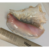 8x5" Pink 2.45 lb Conch Shell Home Decor Coastal Ocean Nautical Art Seashell Display Natural