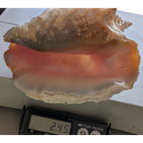 8x5" Pink 2.45 lb Conch Shell Home Decor Coastal Ocean Nautical Art Seashell Display Natural