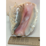 8x5" Pink 2.45 lb Conch Shell Home Decor Coastal Ocean Nautical Art Seashell Display Natural