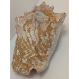 8x5" Pink 2.45 lb Conch Shell Home Decor Coastal Ocean Nautical Art Seashell Display Natural