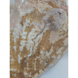 8x5" Pink 2.45 lb Conch Shell Home Decor Coastal Ocean Nautical Art Seashell Display Natural