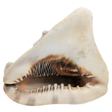 7.5" King Helmet Natural Conch Seashell 1.8 lb Decorative Coastal Ocean Home Beach Décor White/Brown