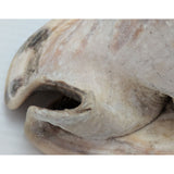 7.5" King Helmet Natural Conch Seashell 1.8 lb Decorative Coastal Ocean Home Beach Décor White/Brown