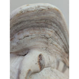 7.5" King Helmet Natural Conch Seashell 1.8 lb Decorative Coastal Ocean Home Beach Décor White/Brown