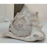 7.5" King Helmet Natural Conch Seashell 1.8 lb Decorative Coastal Ocean Home Beach Décor White/Brown