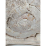 7.5" King Helmet Natural Conch Seashell 1.8 lb Decorative Coastal Ocean Home Beach Décor White/Brown