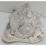 7.5" King Helmet Natural Conch Seashell 1.8 lb Decorative Coastal Ocean Home Beach Décor White/Brown