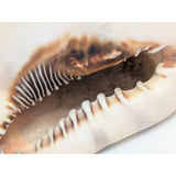 7.5" King Helmet Natural Conch Seashell 1.8 lb Decorative Coastal Ocean Home Beach Décor White/Brown