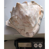 7.5" King Helmet Natural Conch Seashell 1.8 lb Decorative Coastal Ocean Home Beach Décor White/Brown