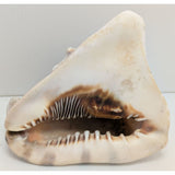 7.5" King Helmet Natural Conch Seashell 1.8 lb Decorative Coastal Ocean Home Beach Décor White/Brown