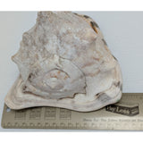 7.5" King Helmet Natural Conch Seashell 1.8 lb Decorative Coastal Ocean Home Beach Décor White/Brown