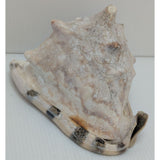 7.5" King Helmet Natural Conch Seashell 1.8 lb Decorative Coastal Ocean Home Beach Décor White/Brown