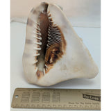 7.5" King Helmet Natural Conch Seashell 1.8 lb Decorative Coastal Ocean Home Beach Décor White/Brown