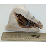 7.5" King Helmet Natural Conch Seashell 1.8 lb Decorative Coastal Ocean Home Beach Décor White/Brown