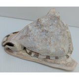 7.5" King Helmet Natural Conch Seashell 1.8 lb Decorative Coastal Ocean Home Beach Décor White/Brown