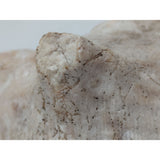 7.5" King Helmet Natural Conch Seashell 1.8 lb Decorative Coastal Ocean Home Beach Décor White/Brown
