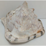7.5" King Helmet Natural Conch Seashell 1.8 lb Decorative Coastal Ocean Home Beach Décor White/Brown
