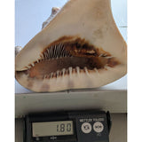 7.5" King Helmet Natural Conch Seashell 1.8 lb Decorative Coastal Ocean Home Beach Décor White/Brown