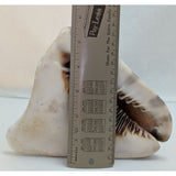 7.5" King Helmet Natural Conch Seashell 1.8 lb Decorative Coastal Ocean Home Beach Décor White/Brown